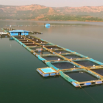 Cambay Tiger Secures Sustainable Seafood Availability Amidst Fishing Ban along India’s Western Coast