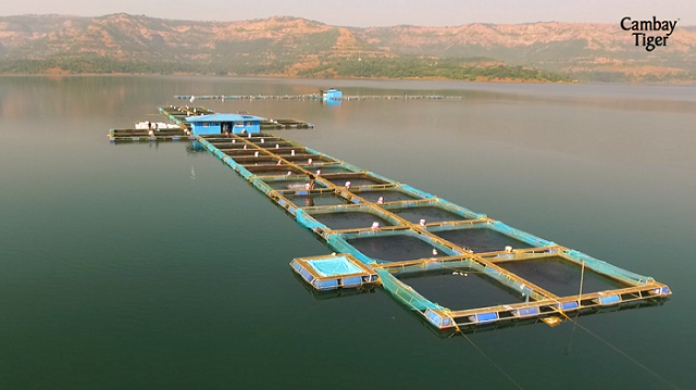 Cambay Tiger Secures Sustainable Seafood Availability Amidst Fishing Ban along India’s Western Coast
