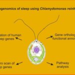 Groundbreaking Study Reveals Evolutionary Origins of Sleep in Single-Celled Algae